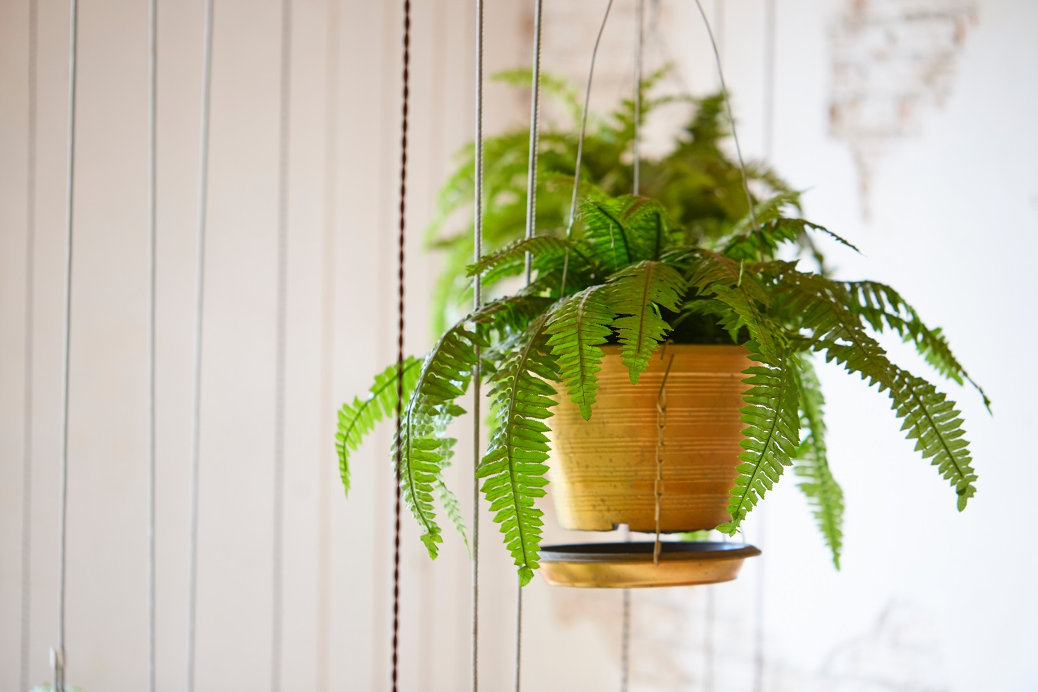 Boston Fern Spider Plant