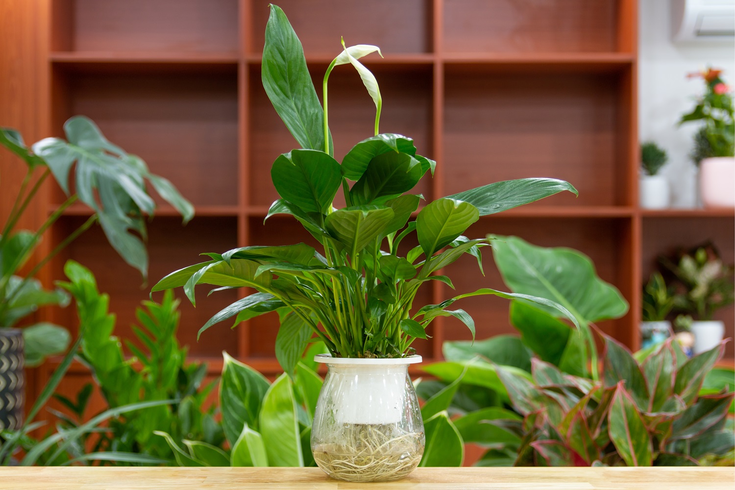 Spathiphyllum (Peace Lily) 