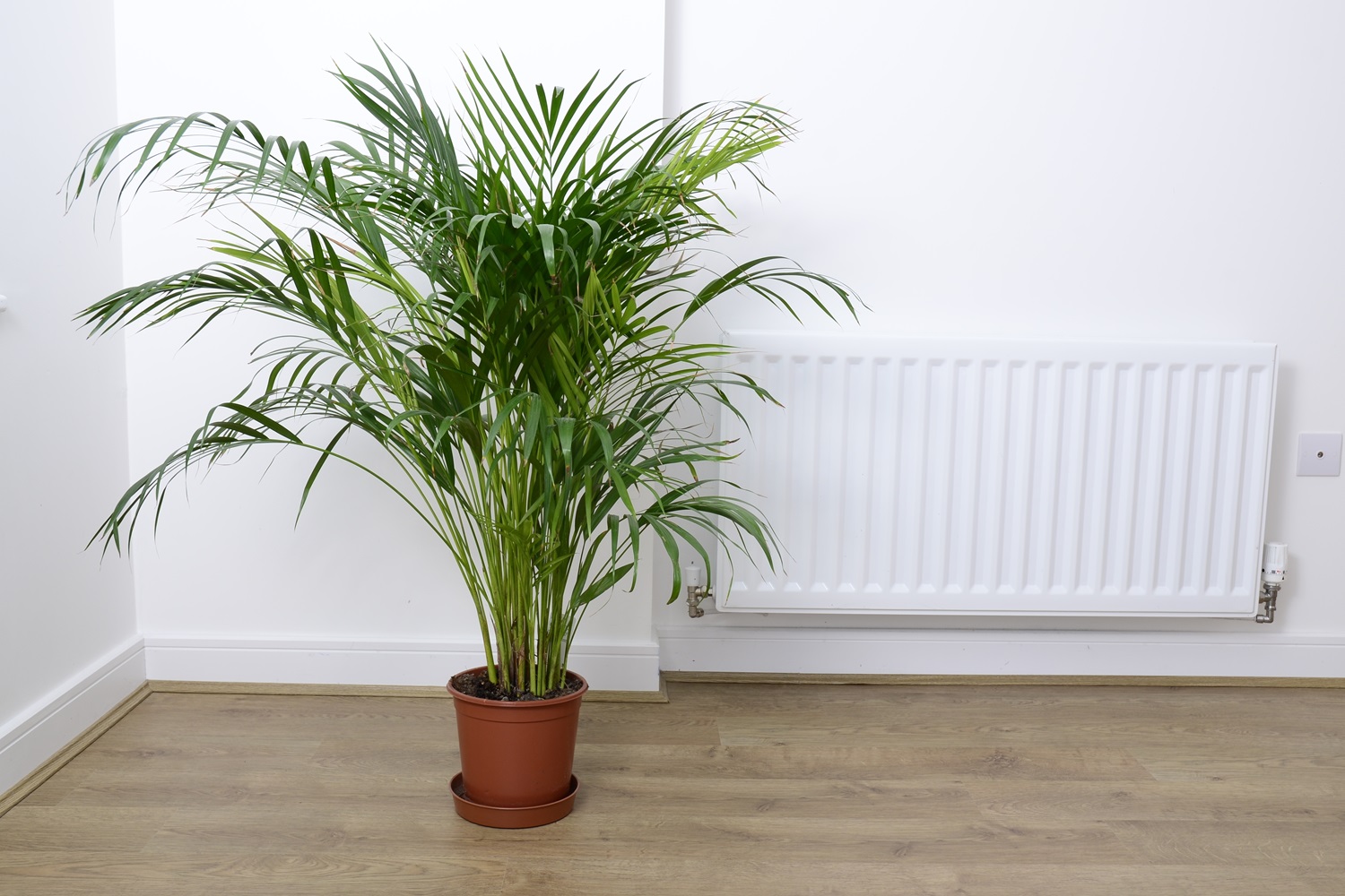 Palm plant